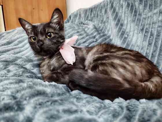 Кошечка ищет дом Макеевка