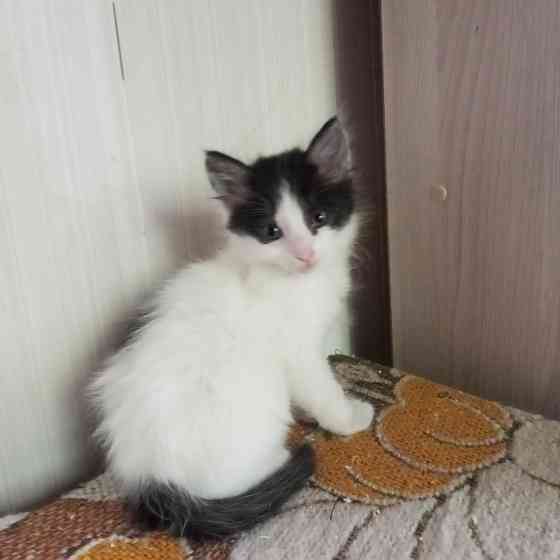 Котята в добрые руки Донецк