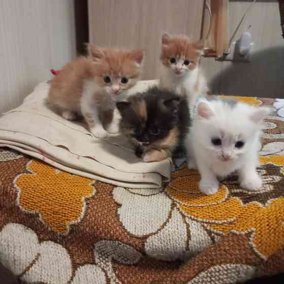 Котята в добрые руки Донецк