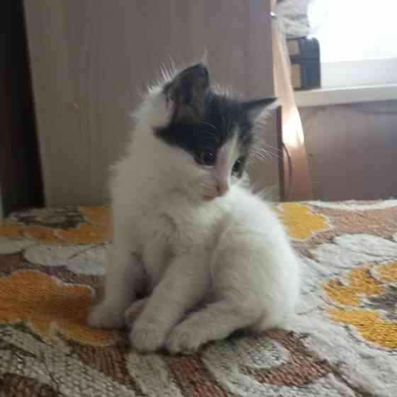 Котята в добрые руки Донецк