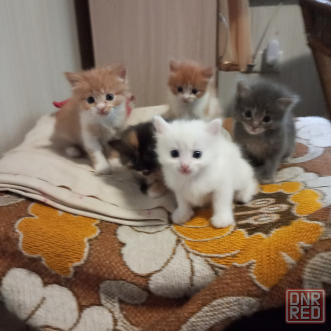 Котята в добрые руки Донецк - изображение 3