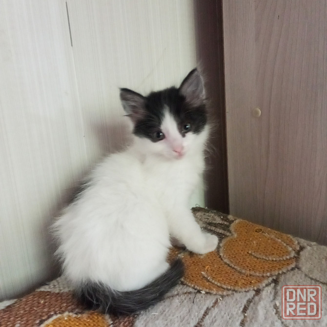 Котята в добрые руки Донецк - изображение 1