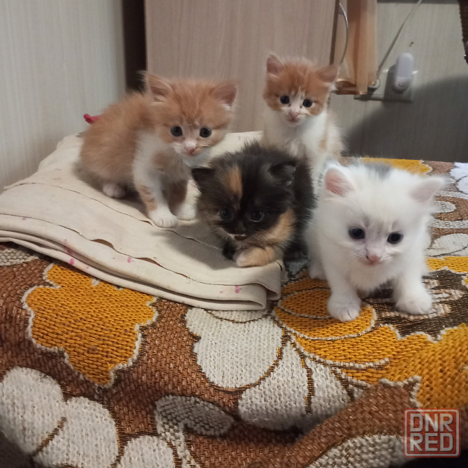 Котята в добрые руки Донецк - изображение 1