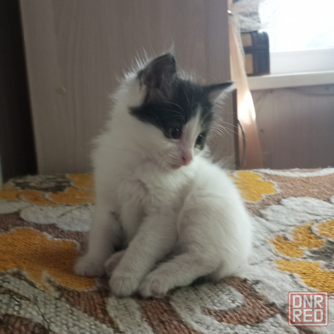 Котята в добрые руки Донецк - изображение 2