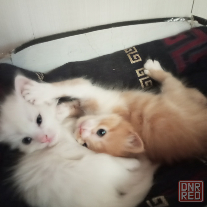 Котята в добрые руки Донецк - изображение 4
