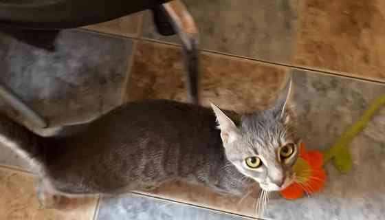 Отдам котенка Донецк