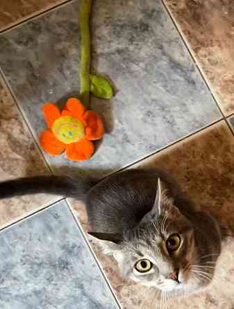 Отдам котенка Донецк