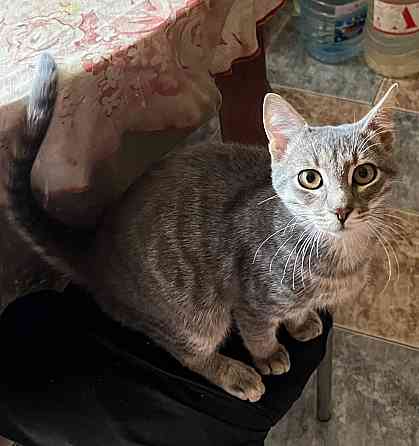 Отдам котенка Донецк