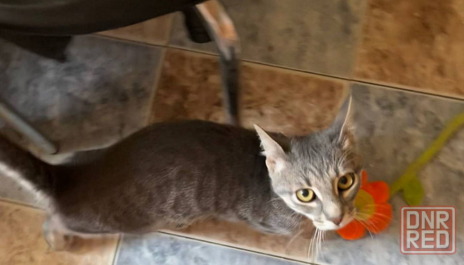 Отдам котенка Донецк - изображение 3