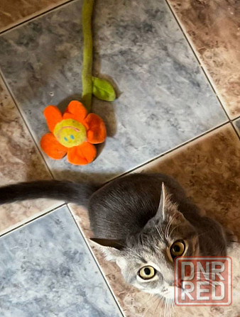 Отдам котенка Донецк - изображение 2