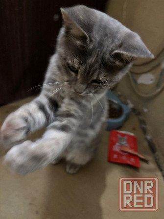 Отдам котенка Донецк - изображение 3