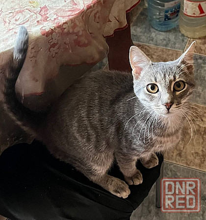 Отдам котенка Донецк - изображение 1