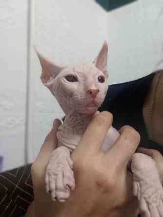 Кошечка Донской Сфинкс Донецк