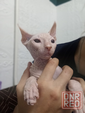 Кошечка Донской Сфинкс Донецк - изображение 6