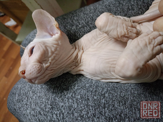 Кошечка Донской Сфинкс Донецк - изображение 4