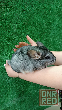 Шиншилла продажа Донецк - изображение 1
