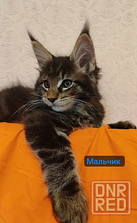 Мейн кун Донецк - изображение 1
