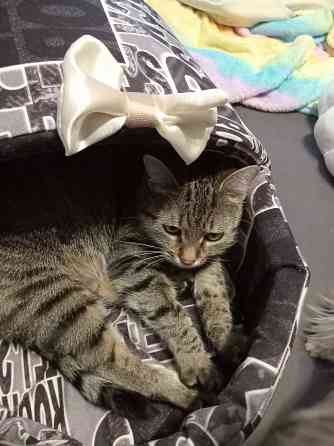 Отдам кота и кошку Макеевка
