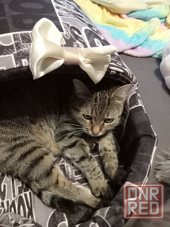 Отдам кота и кошку Макеевка - изображение 1