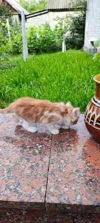Котенок, в хорошие руки Донецк