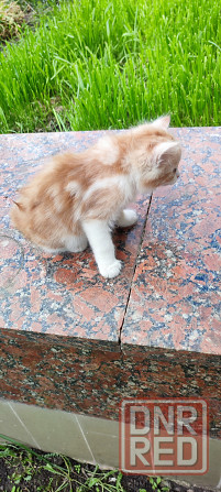 Котенок, в хорошие руки Донецк - изображение 4
