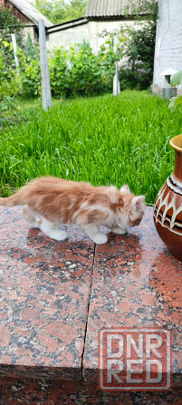 Котенок, в хорошие руки Донецк - изображение 5