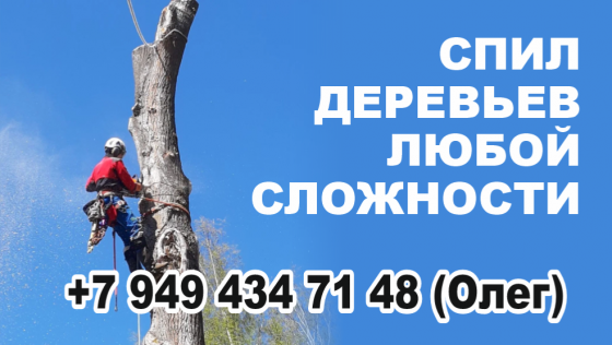Спил деревьев Зугрэс