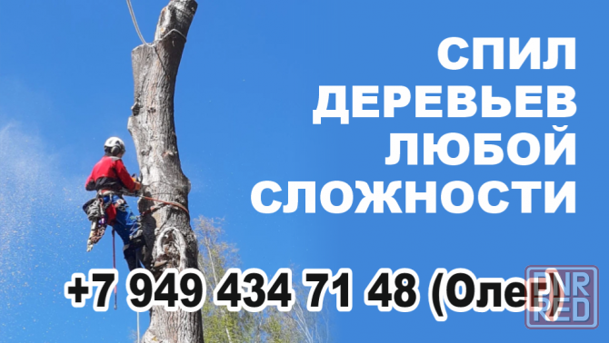 Спил деревьев Зугрэс - изображение 1
