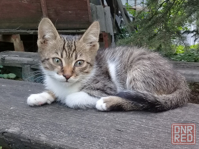 Котенок-мальчик Кот 2месяца Макеевка - изображение 1