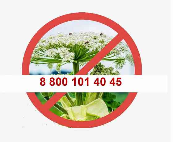 Уничтожить борщевик ! Саратов