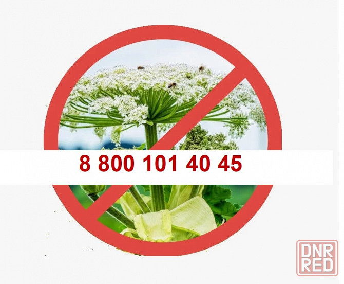 Уничтожить борщевик ! Саратов - изображение 1