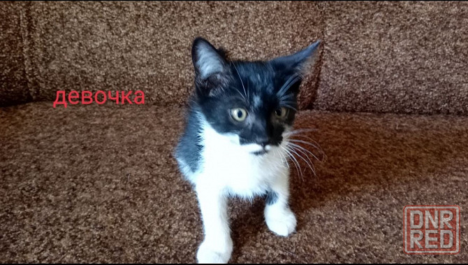 Одам котёнка Горловка - изображение 1
