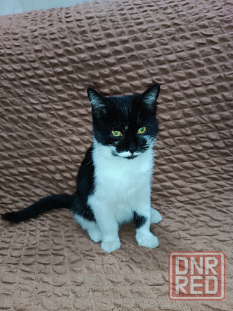 Одам котёнка Горловка - изображение 2