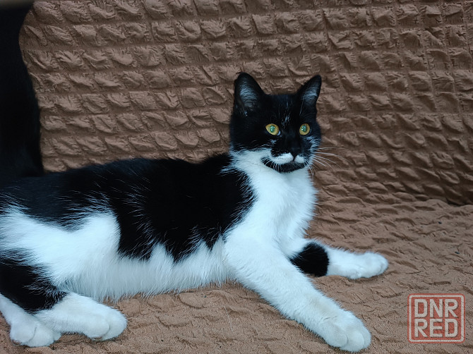 Одам котёнка Горловка - изображение 1