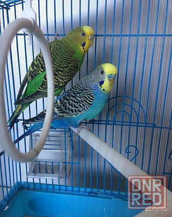 Отдам попугаев бесплатно срочно Донецк - изображение 1