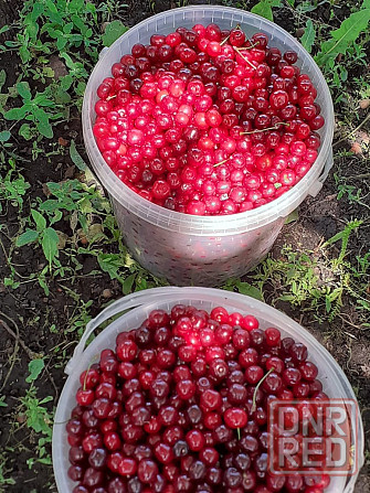 Продам вишню Донецк - изображение 1