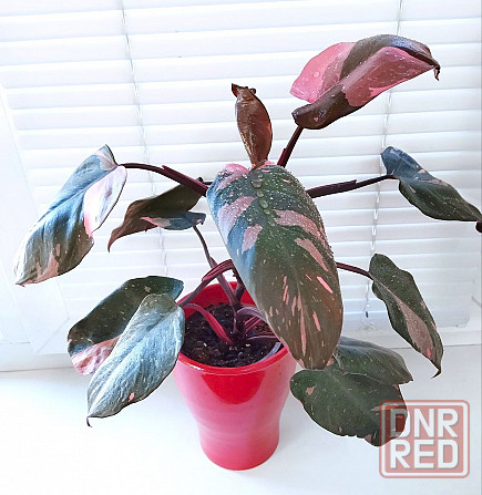 Филодендрон Макеевка - изображение 1