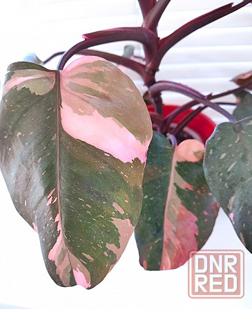 Филодендрон Макеевка - изображение 2