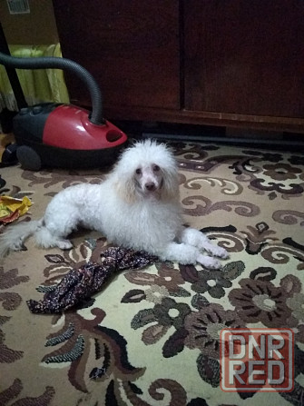 Ищу дом пуделю Донецк - изображение 1