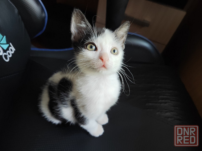Котята ищут дом! Донецк - изображение 1
