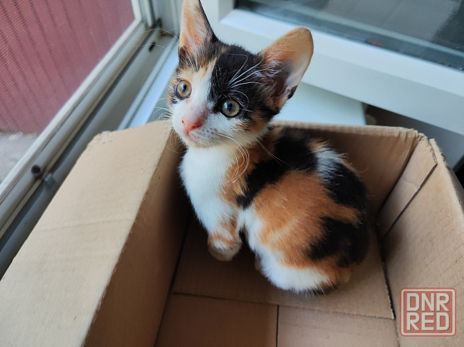 Котята ищут дом! Донецк - изображение 3