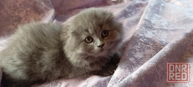 Шотландские котята Донецк - изображение 3