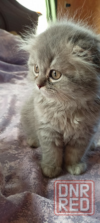 Шотландские котята Донецк - изображение 2