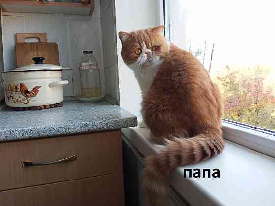 Котята Экзоты Луганск