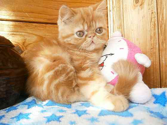 Котята Экзоты Луганск