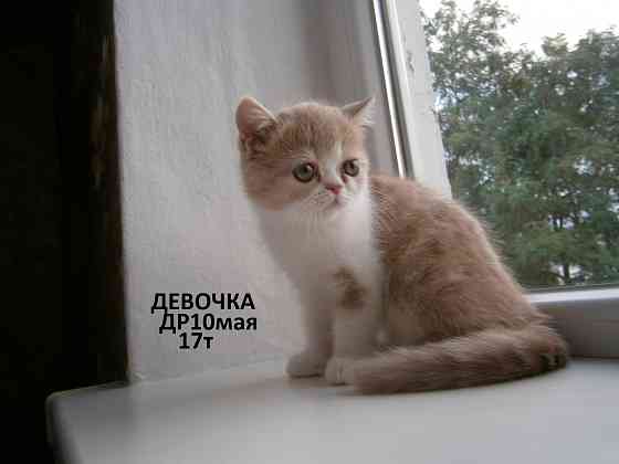 Котята Экзоты Луганск