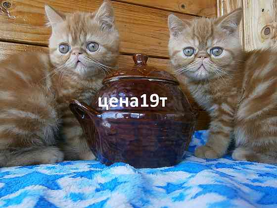 Котята Экзоты Луганск