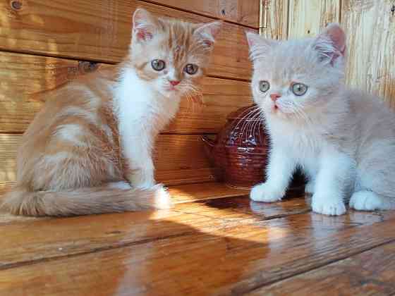 Котята Экзоты Луганск