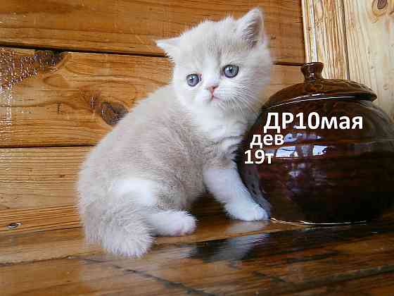 Котята Экзоты Луганск