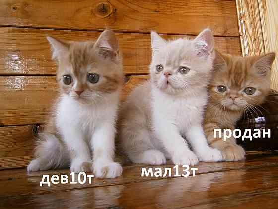 Котята Экзоты Луганск